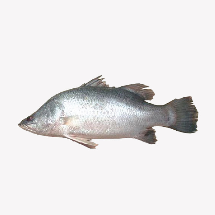 Whole Fish Custom Cut The Meat Corner whole-fish-custom-cut-the-meat-corner