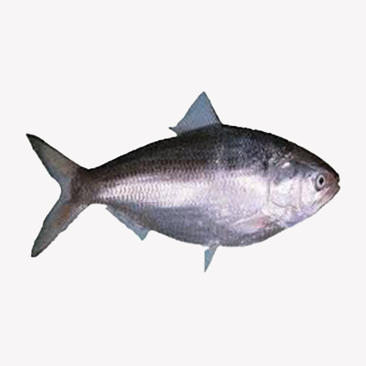 Hilsa Block Frozen