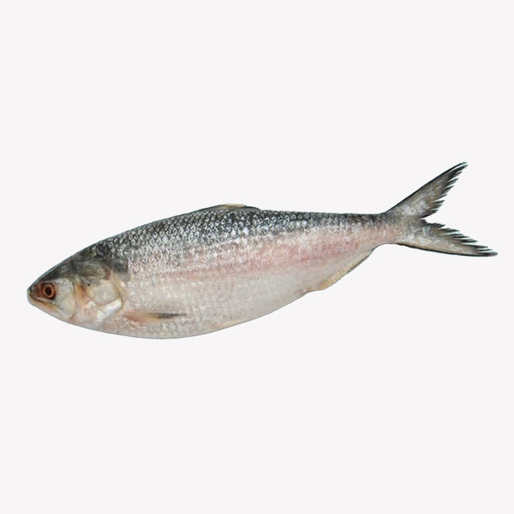 Hilsa Whole Extra Large 5.5 Lbs (Net 4.7 Lb)