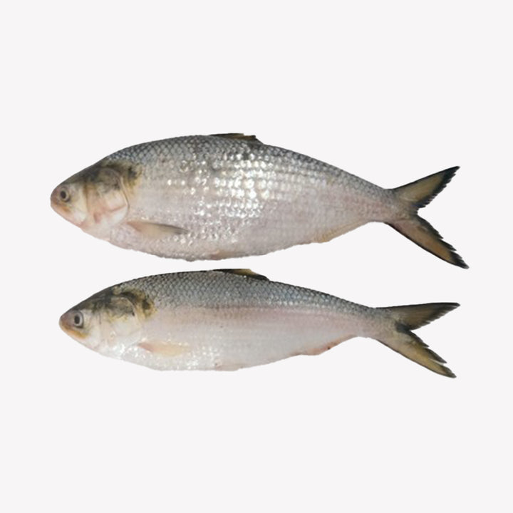 Hilsa Whole Medium 2.2 Lbs (Net 1.8 Lb)