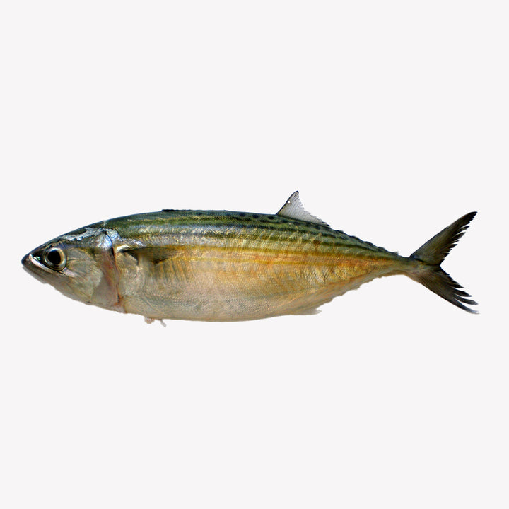 Indian Mackarel (Wild) - 2 Lb Packet