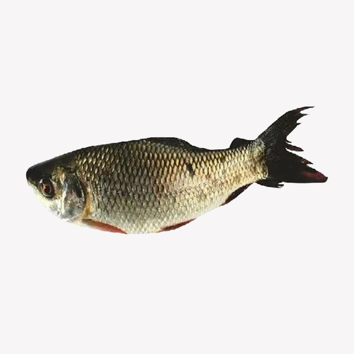 Mrigal Fish Whole 7.1 Lbs (Net 5.7 Lbs)